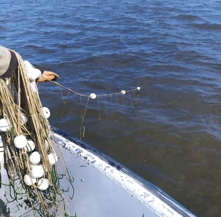 Усиление охраны весенне-нерестующих видов рыб в низовья Дона