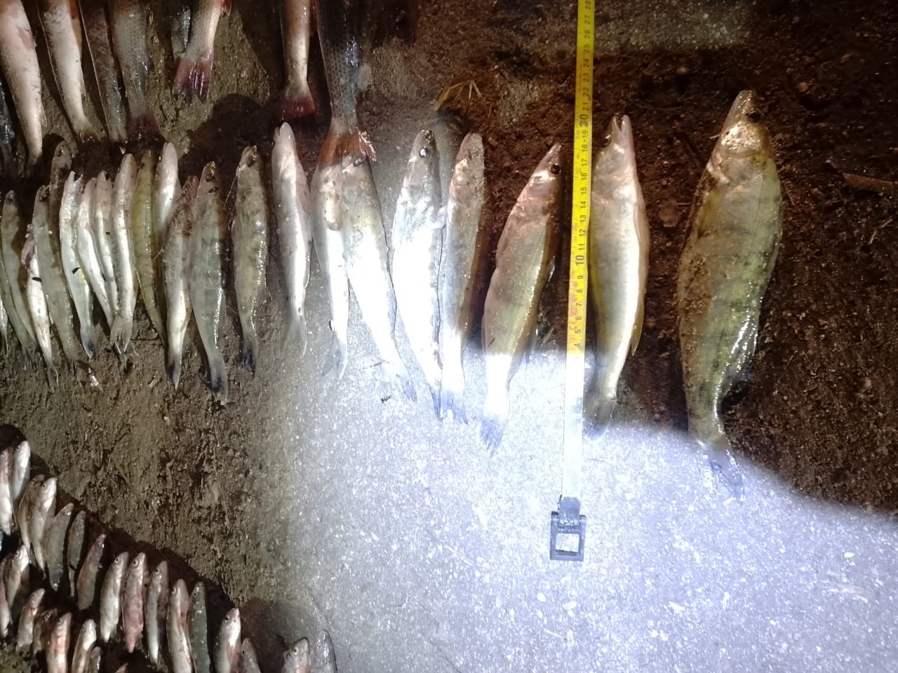 Результаты мероприятий, проведенных Азово-Кубанским отделом