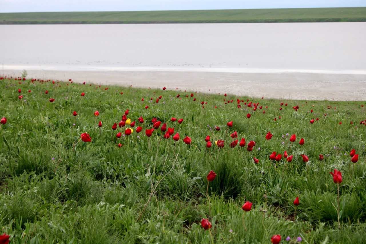 Фестиваль «Воспетая степь»