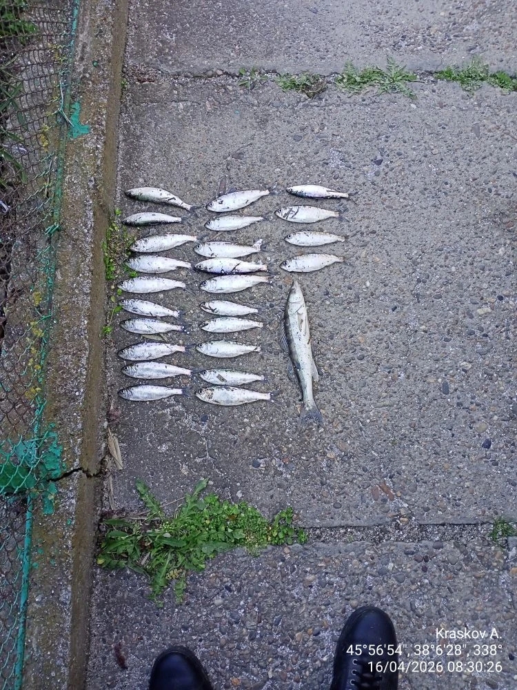 Результаты мероприятий, проведенных Азово-Кубанским отделом