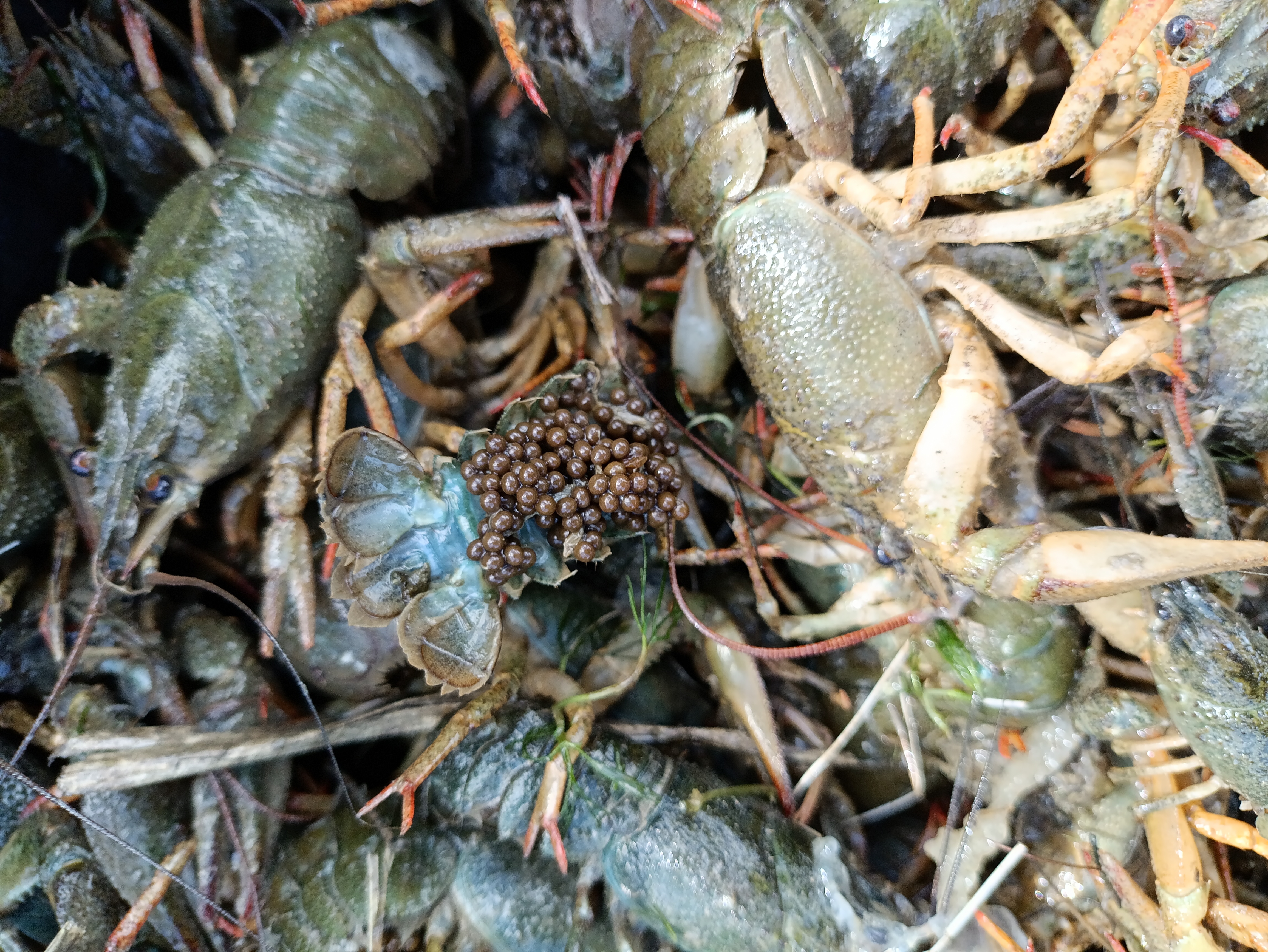 Мероприятия направленные на выявление и пресечение правонарушений в области рыболовства на акватории реки Маныч