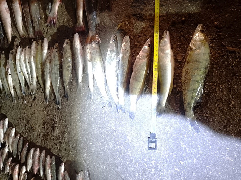 Результаты мероприятий, проведенных Азово-Кубанским отделом