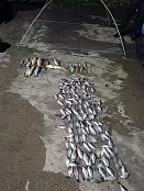 Результаты мероприятий, проведенных Азово-Кубанским отделом