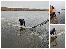 «Возмещение вреда, причиненного водным биологическим ресурсам, на примере одного предприятия»