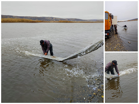«Возмещение вреда, причиненного водным биологическим ресурсам, на примере одного предприятия»