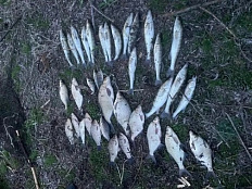 Ловись рыбка...