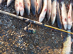 Результаты мероприятий, проведенных Азово-Кубанским отделом